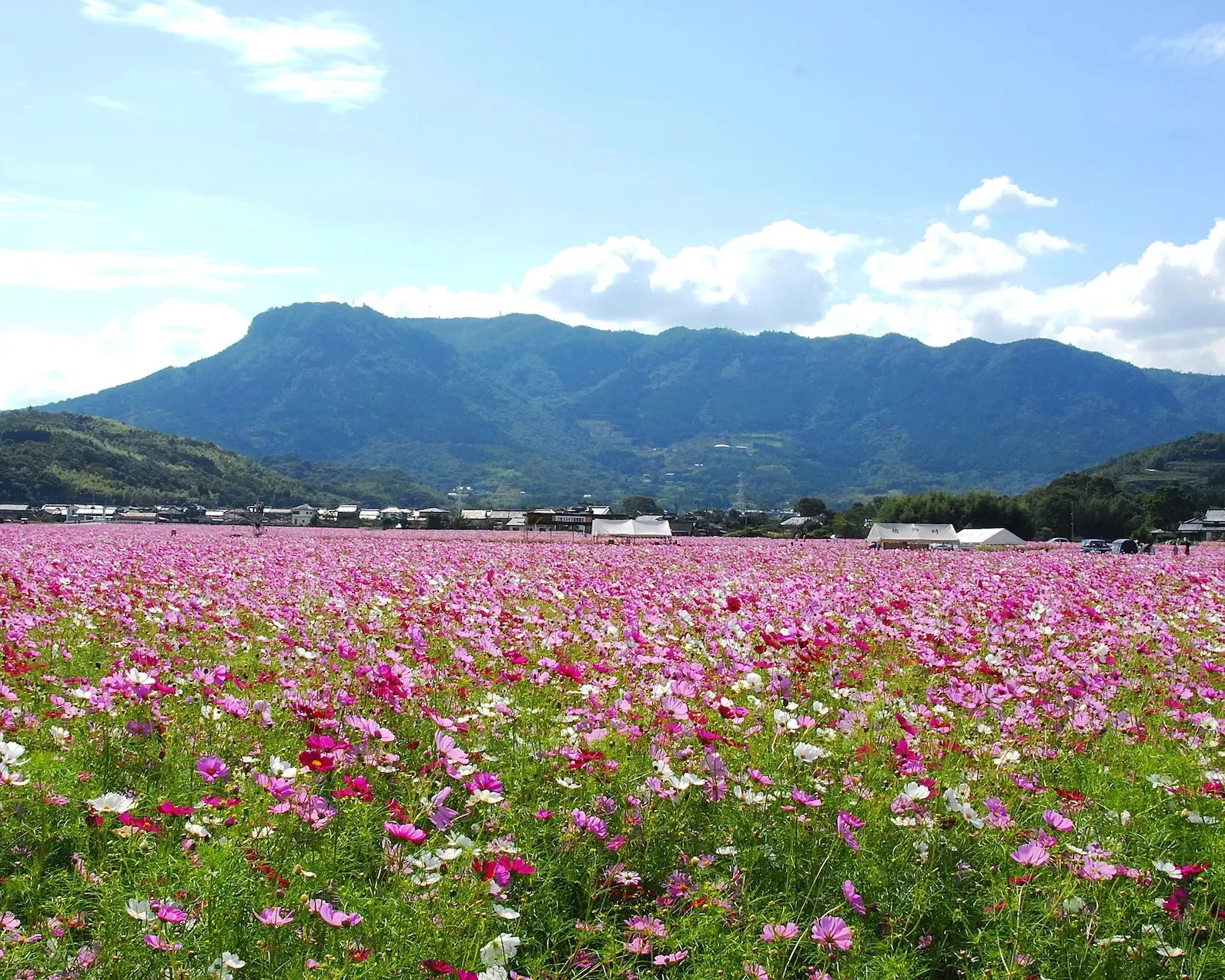 三光コスモス園の花畑